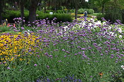 Buenos Aires Verbena (Verbena bonariensis 'Buenos Aires') at Sargent's Nursery