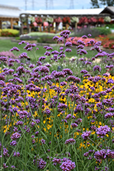 Buenos Aires Verbena (Verbena bonariensis 'Buenos Aires') at Sargent's Nursery