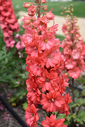 Red Lark Larkspur (Delphinium 'Red Lark') at Sargent's Nursery