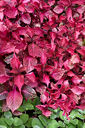 Blazin' Rose Blood Leaf (Iresine herbstii 'Blazin' Rose') at Sargent's Nursery