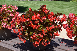 Whopper Red Bronze Leaf Begonia (Begonia 'Whopper Red Bronze Leaf') at Sargent's Nursery