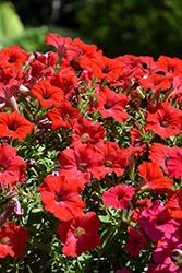 Supertunia Really Red Petunia (Petunia 'Sunremi') at Sargent's Nursery