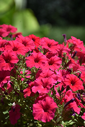 Supertunia Vista Paradise Petunia (Petunia 'BBTUN98901') at Sargent's Nursery