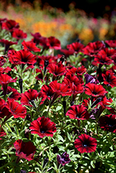 Supertunia Black Cherry Petunia (Petunia 'USTUN3003') at Sargent's Nursery