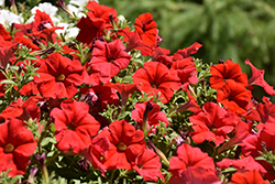 Supertunia Really Red Petunia (Petunia 'Sunremi') at Sargent's Nursery