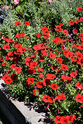 Easy Wave Red Petunia (Petunia 'Easy Wave Red') at Sargent's Nursery