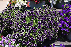 SureShot Blueberries & Cream Petunia (Petunia 'Balsursbeam') at Sargent's Nursery