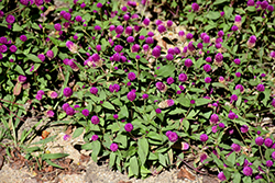 Lil' Forest Plum Bachelor Button (Gomphrena 'SAKGOM004') at Sargent's Nursery