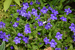 Endless Illumination Browallia (Browallia 'UNHBR12') at Sargent's Nursery