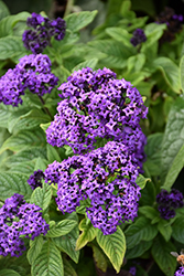 Fragrant Delight Heliotrope (Heliotropium arborescens 'Fragrant Delight') at Sargent's Nursery