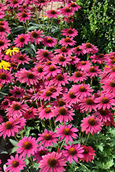 Sombrero Tres Amigos Coneflower (Echinacea 'Balsomtresgo') at Sargent's Nursery