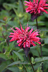 Upscale Red Velvet Beebalm (Monarda 'Red Velvet') at Sargent's Nursery