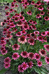 Delicious Candy Coneflower (Echinacea 'Delicious Candy') at Sargent's Nursery