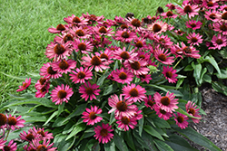 Kismet Raspberry Coneflower (Echinacea 'TNECHKR') at Sargent's Nursery