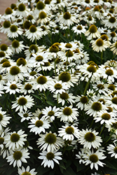 Kismet White Coneflower (Echinacea 'TNECHKW') at Sargent's Nursery