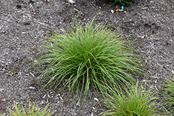 Pennsylvania Sedge (Carex pensylvanica) at Sargent's Nursery
