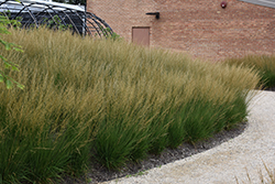 Moorflame Moor Grass (Molinia caerulea 'Moorflame') at Sargent's Nursery
