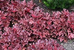 Ruby Tuesday Coral Bells (Heuchera 'Ruby Tuesday') at Sargent's Nursery