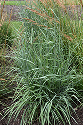 Sioux Blue Indian Grass (Sorghastrum nutans 'Sioux Blue') at Sargent's Nursery