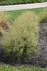Golden Dew Tufted Hair Grass (Deschampsia cespitosa 'Goldtau') at Sargent's Nursery
