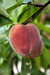 Contender Peach (Prunus persica 'Contender') at Sargent's Nursery