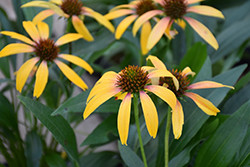 Fiery Meadow Mama Coneflower (Echinacea 'Fiery Meadow Mama') at Sargent's Nursery