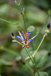 Dark Beauty Toad Lily (Tricyrtis formosana 'Dark Beauty') at Sargent's Nursery