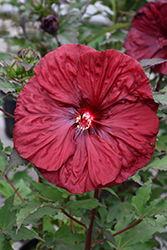 Blackberry Merlot Hibiscus (Hibiscus 'Blackberry Merlot') at Sargent's Nursery