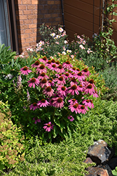 PowWow Wild Berry Coneflower (Echinacea purpurea 'PowWow Wild Berry') at Sargent's Nursery