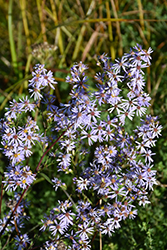 Smooth Aster (Symphyotrichum laeve) at Sargent's Nursery