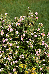 Pink Beauty Potentilla (Potentilla fruticosa 'Pink Beauty') at Sargent's Nursery