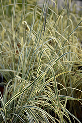 Shining Star Bluestem (Schizachyrium scoparium 'Shining Star') at Sargent's Nursery