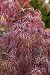 Velvet Viking Japanese Maple (Acer palmatum 'Monfrick') at Sargent's Nursery