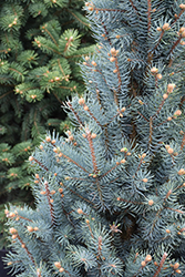 Blue Totem Spruce (Picea pungens 'Blue Totem') at Sargent's Nursery