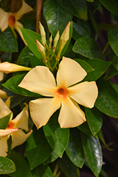 Sun Parasol Sunbeam Mandevilla (Mandevilla 'Sun Parasol Sunbeam') at Sargent's Nursery