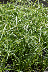 Baby Tut Umbrella Grass (Cyperus involucratus 'Baby Tut') at Sargent's Nursery