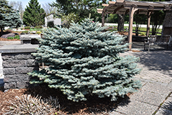 Globe Blue Spruce (Picea pungens 'Globosa') at Sargent's Nursery