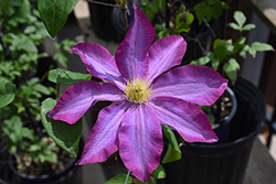 Pink Champagne Clematis (Clematis 'Pink Champagne') at Sargent's Nursery