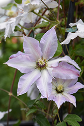Claire De Lune Clematis (Clematis 'Claire De Lune') at Sargent's Nursery