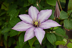 Samaritan Jo Clematis (Clematis 'Evipo075') at Sargent's Nursery