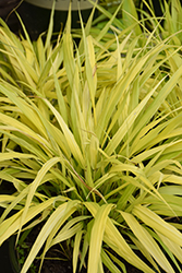 All Gold Hakone Grass (Hakonechloa macra 'All Gold') at Sargent's Nursery
