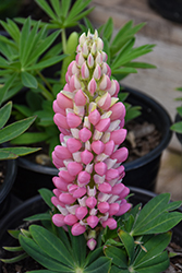 Mini Gallery Pink Bicolor Lupine (Lupinus 'Mini Gallery Pink Bicolor') at Sargent's Nursery