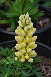 Mini Gallery Yellow Lupine (Lupinus 'Mini Gallery Yellow') at Sargent's Nursery
