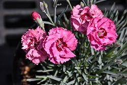 Pretty Poppers Cute As A Button Pinks (Dianthus 'Cute As A Button') at Sargent's Nursery