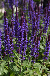 Violet Profusion Meadow Sage (Salvia nemorosa 'Violet Profusion') at Sargent's Nursery