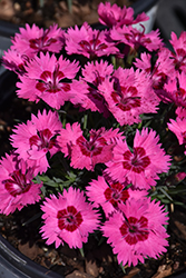 Paint The Town Fancy Pinks (Dianthus 'Paint The Town Fancy') at Sargent's Nursery