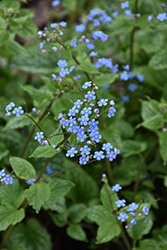 Alexander's Great Bugloss (Brunnera macrophylla 'Alexander's Great') at Sargent's Nursery