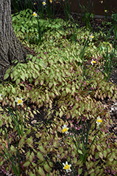 Bishop's Hat (Epimedium x rubrum) at Sargent's Nursery