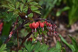 Valentine Bleeding Heart (Dicentra spectabilis 'Hordival') at Sargent's Nursery