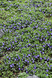 Bowles Periwinkle (Vinca minor 'Bowles') at Sargent's Nursery